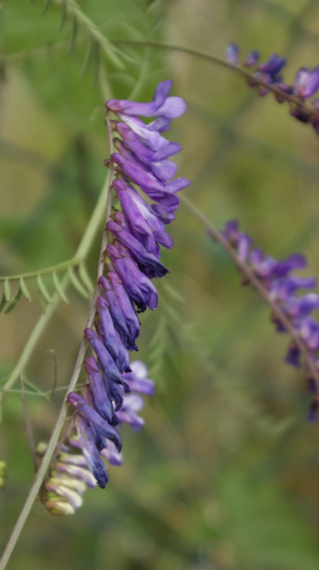 Vicia villosa